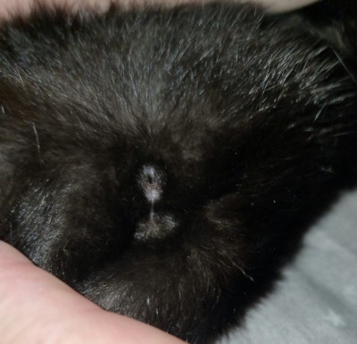 Black Kitten