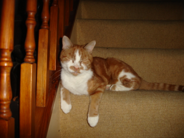 Basil, came as a foster cat with a broken leg last year ....... still here ....