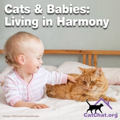 cats-babies-blog-forum.jpg