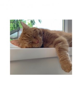 Ed ( Edward) Ginger lost cat darfield