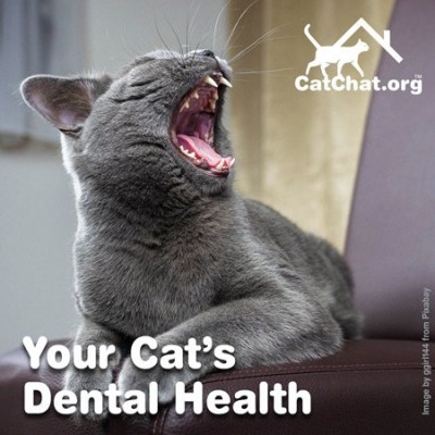 dental-health-blog-forum.jpg