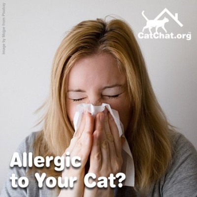 allergic-to-your-cat-forum.jpg