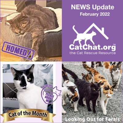 catchat-feb-news.jpg