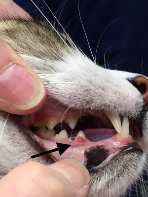 cat-dental.jpg