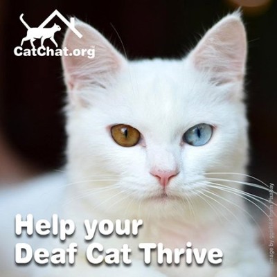 deaf-cat-blog-forum.jpg