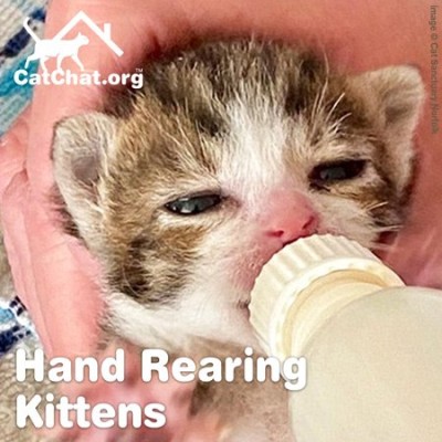 hand-rearing-kittens-forum.jpg