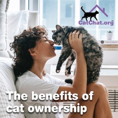 cat-ownership-blog-forum.jpg