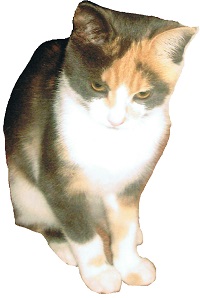lavender-small.jpg