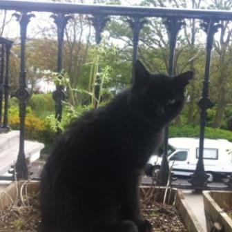 Shorty Black Domestic Short Haired Male