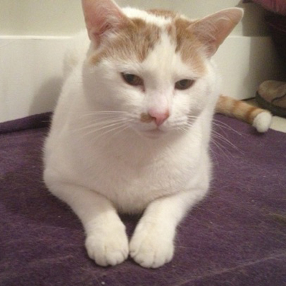 Herbie lost from Battersea SW11