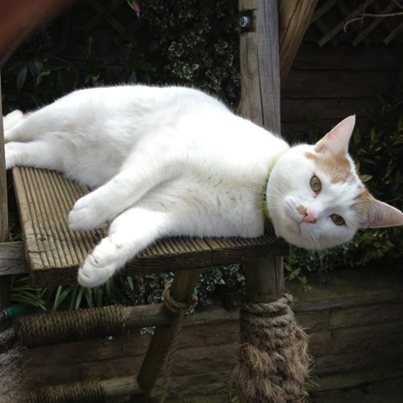 Herbie lost from Battersea SW11