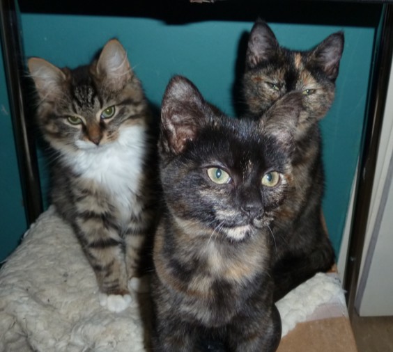 Sisters and brother, my latest arrivals
