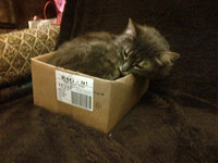 And last but by no means least...Mali - in a the same size box Wolfie was in earlier....!