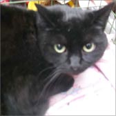Rescue cat Bibi from Kirkby Cats Home, Nottingham, homed through Cat Chat