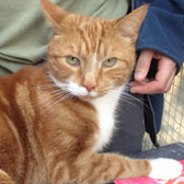 Ginger cat homed from Kirkby Cats Home