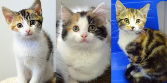 three rescued kittens homed clacton essex