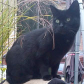 black cat homed through cat chat, from burton joyce cat welfare, notts