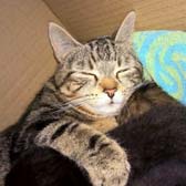 Rescue cat Patterns from Cat Welfare - Luton, homed through Cat Chat