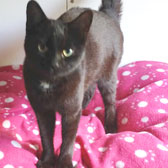 black cat homed from burton joyce cat rescue, nottingham