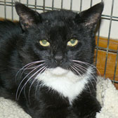 Sidney, black cat homed from Bromley & District Cat Rescue