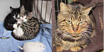 Zara & Zina, and Malcolm from Ann & Bill's Cat & Kitten Rescue, Hornchurch, homed through Cat Chat
