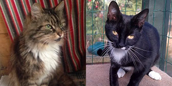 Rescue cats Honey 2, Emily and tabby kittens from Burton Joyce Cat Welfare, Nottingham, homed through Cat Chat
