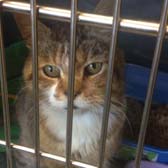 Rescue cat Paddington from Marjorie Nash Cat Rescue, Amersham, homed through Cat Chat      