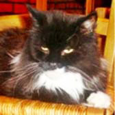 PHOEBE from Bromley & District Cat Rescue, Kent, homed through Cat Chat