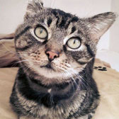 Rescued tabby cat FIV positive, homed from Rescue me sanctuary