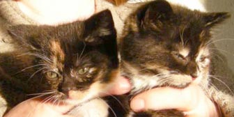 Cat chat hot sale rescue