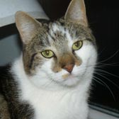 Rescue cat Freddie from Bromley & District Cat Rescue, homed through Cat Chat