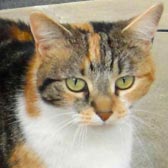 tortie cat homed through Cat Chat from national animal welfare trust thurrock