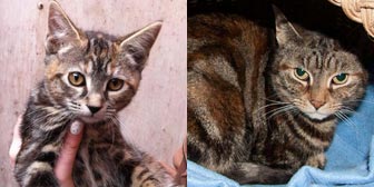 Rescue cats Sybil & Eve from Kirkby Cats Home Nottingham, homed through Cat Chat