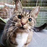 senior tabby cat homed through Cat Chat from Rugeley Cats Society