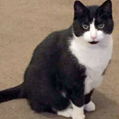 black and white cat homed Nottingham