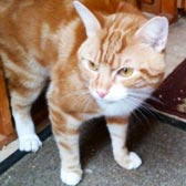 Rescue cat Chester from Marjorie Nash Cat Rescue, Amersham, homed through Cat Chat