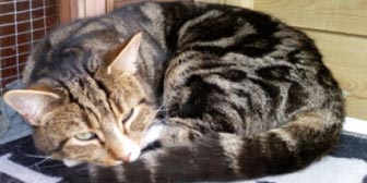 Rescue cat Ted from Marjorie Nash Cat Rescue, Amersham, homed through Cat Chat