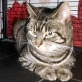 rescue cat Ziggy homed from little cottage rescue, Luton