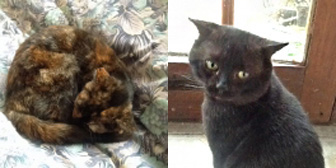Cherry Pie and Henry from Grendon Cat Shelter, Atherstone, homed through Cat Chat