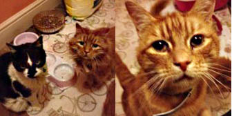 Chloe, Lily & Theo from Ipswich and District Animal Welfare Centre, Suffolk, homed through Cat Chat
