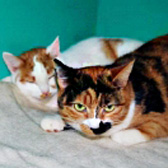Shelly and Josie from Feline Care Cat Rescue, Attleborough, homed through Cat Chat