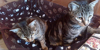 Bonnie and Clyde from Burton Joyce Cat Welfare, Nottingham, homed through Cat Chat