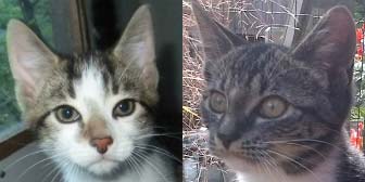 Fatty & Ruby from Burton Joyce Cats Welfare, homed through Cat Chat