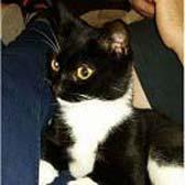 Jess from Rugeley Cats Society, Rugeley, homed through Cat Chat