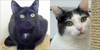 Rescue cats Victor & Jake from National Animal Welfare Trust, Clacton, homed through Cat Chat