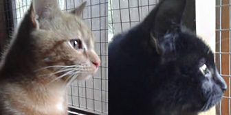 Tom & Jerry and more, from Kirkby Cats Home, Nottingham, homed through Cat Chat