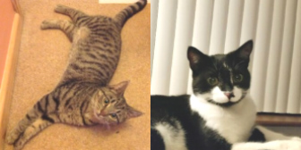  Dottie, Daisy & Pepper from Cats in Need, Hinkley, homed through CatChat