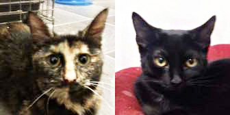 Sophie & Jackdaw, from The Ashmore Rescue for Cats, Wolverhampton, homed through Cat Chat