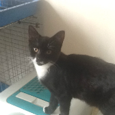Tyrian from Grendon Cat Shelter, Atherstone, homed through Cat Chat