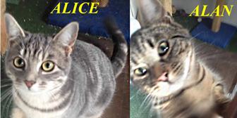 Alice & Alan, from Burton Joyce Cat Welfare, Nottingham, homed through Cat Chat
